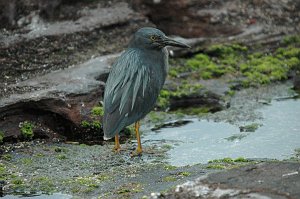 Heron, Lava, 2004-11056351